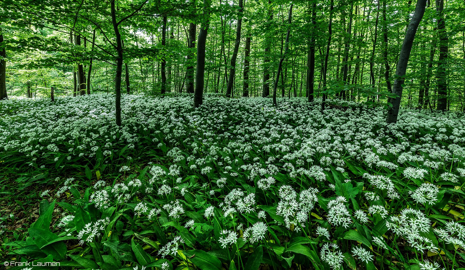 Nationalpark Eifel