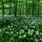 Nationalpark Eifel