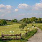 Nationalpark Eifel