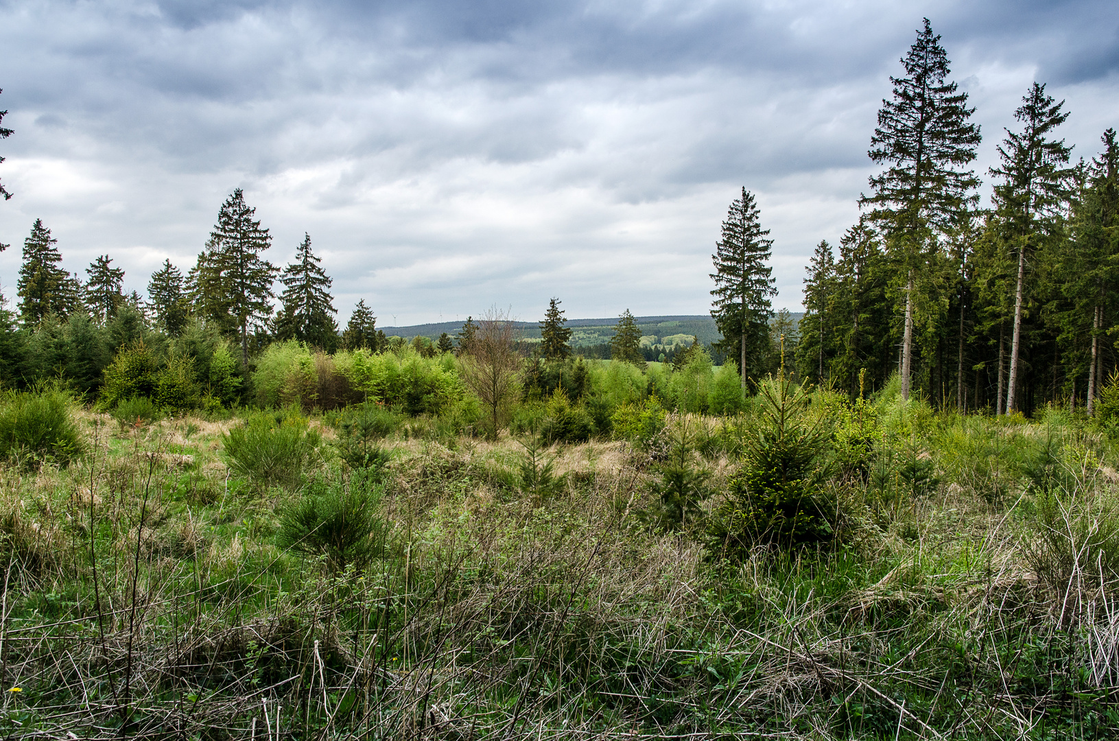 Nationalpark Eifel