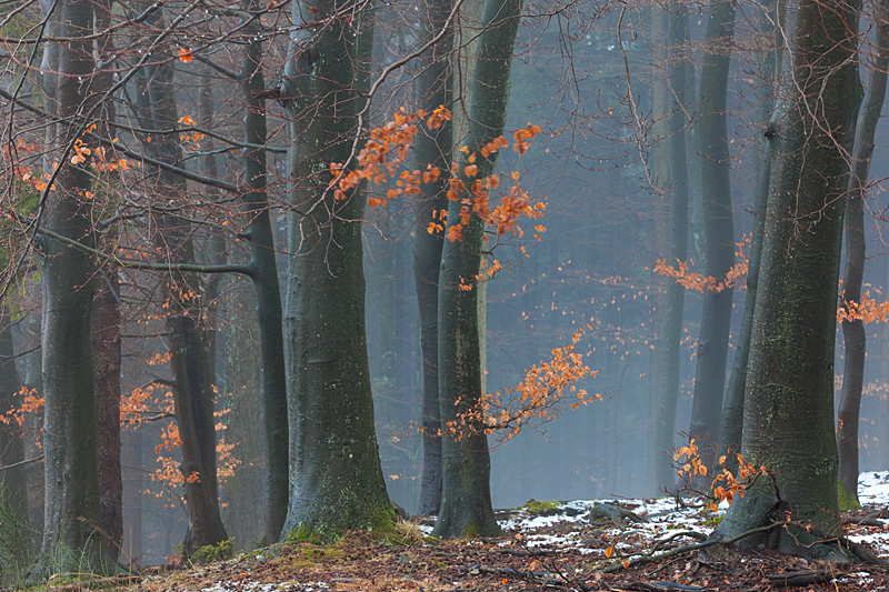 Nationalpark Eifel - Fototour - Buchenwald