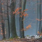 Nationalpark Eifel - Fototour - Buchenwald