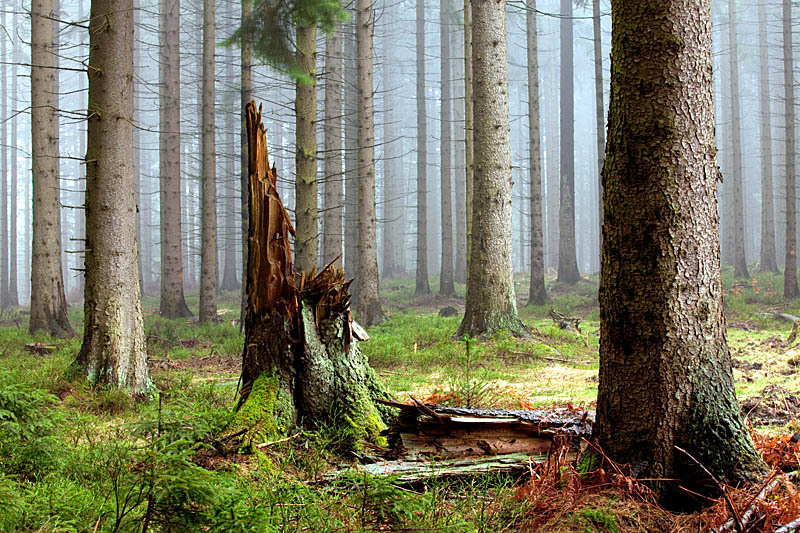 Nationalpark Eifel - Natur- und Landschaftsfotografie - Wald