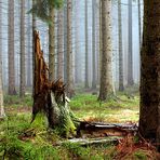 Nationalpark Eifel - Natur- und Landschaftsfotografie - Wald