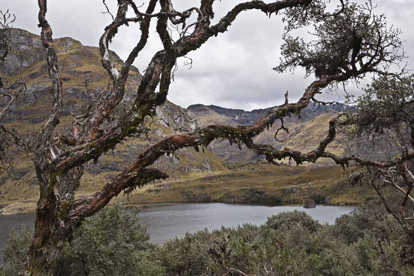 Nationalpark El Cajas 2