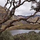 Nationalpark El Cajas 2