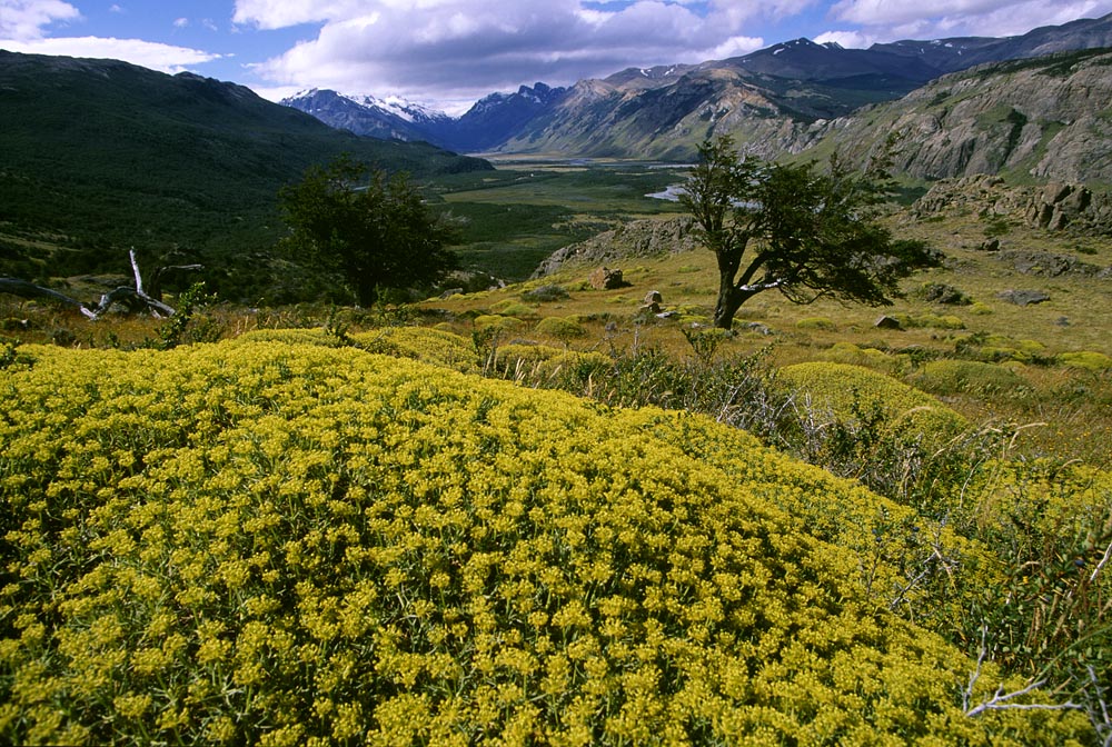 Nationalpark "El Chalten"