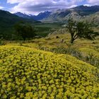 Nationalpark "El Chalten"