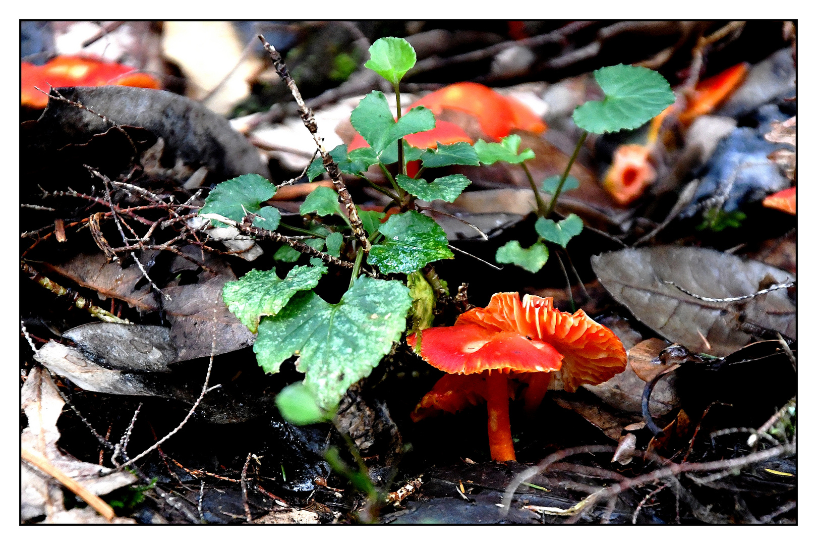 Nationalpark Garajonay / La Gomera