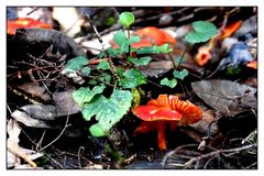 Nationalpark Garajonay / La Gomera