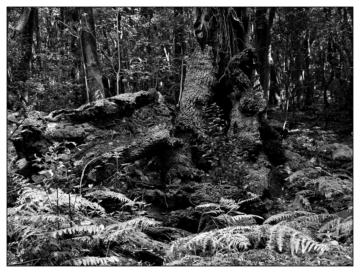 Nationalpark Garajonay / La Gomera