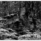 Nationalpark Garajonay / La Gomera