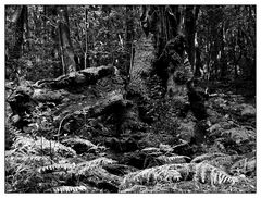 Nationalpark Garajonay / La Gomera