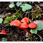 Nationalpark Garajonay / La Gomera