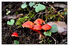 Nationalpark Garajonay / La Gomera