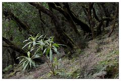 Nationalpark Garajonay / La Gomera