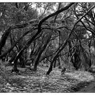 Nationalpark Garajonay / La Gomera