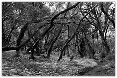 Nationalpark Garajonay / La Gomera