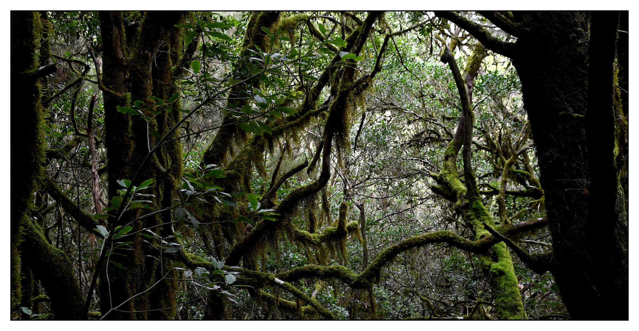 Nationalpark Garajonay / La Gomera