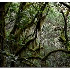 Nationalpark Garajonay / La Gomera