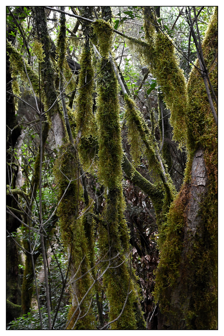 Nationalpark Garajonay / La Gomera