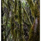 Nationalpark Garajonay / La Gomera