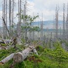 Nationalpark Harz