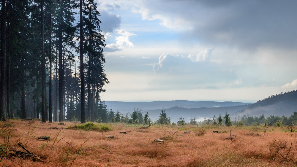 Nationalpark Harz