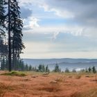 Nationalpark Harz