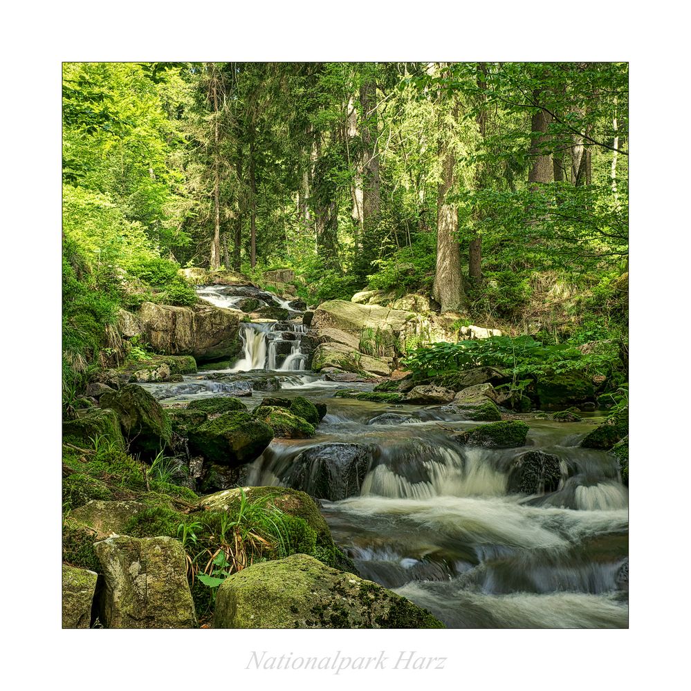 Nationalpark Harz " so schön und Wild ist unser Harzer Land............"