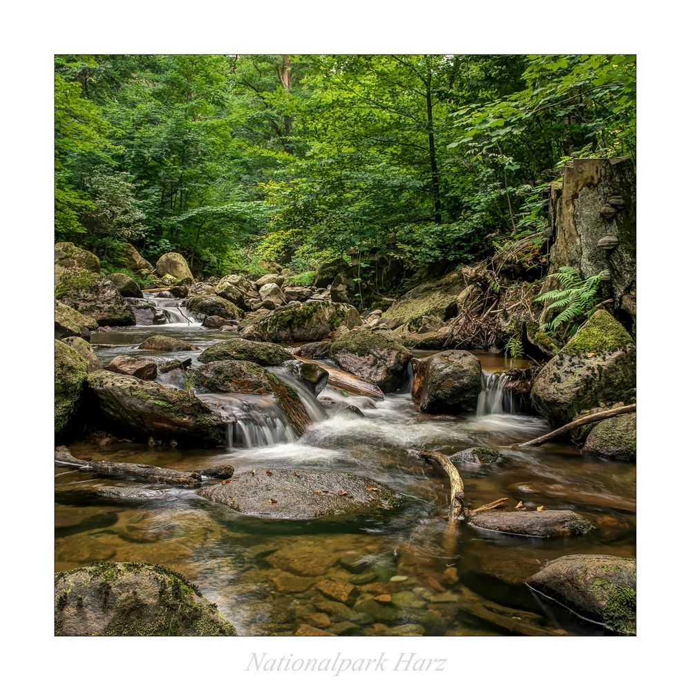 Nationalpark Harz " so schön und Wild ist unser Harzer Land ....."