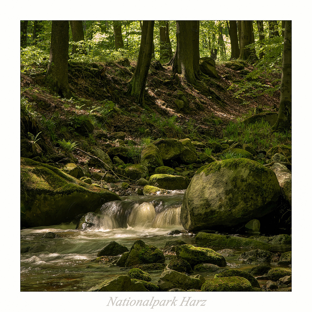 Nationalpark Harz " so schön und Wild ist unser Harzer Land ....."