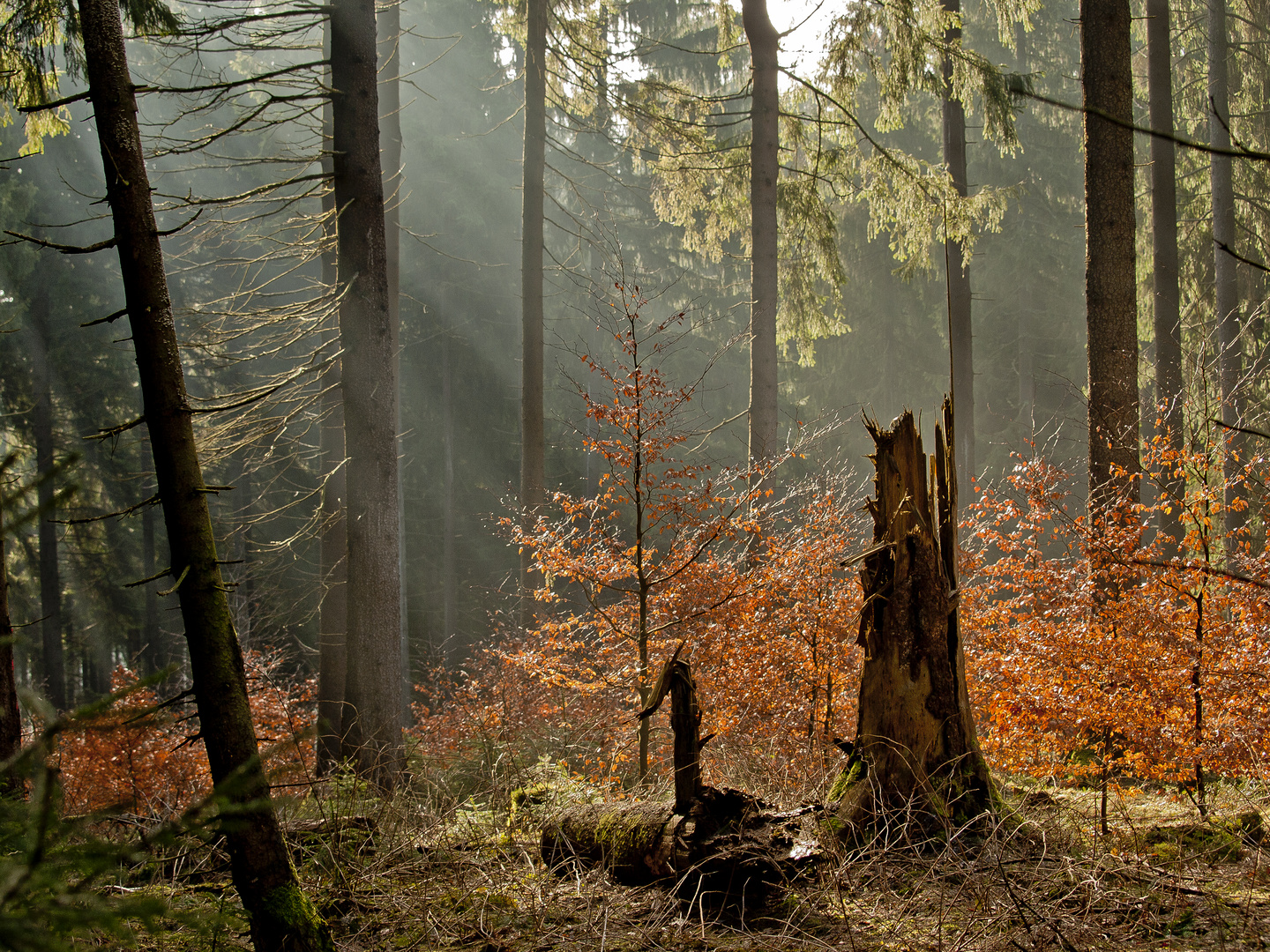 Nationalpark Harz Sonnendurchfluteter Wald