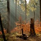 Nationalpark Harz Sonnendurchfluteter Wald