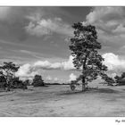 Nationalpark Hoge Valuwe - Holland