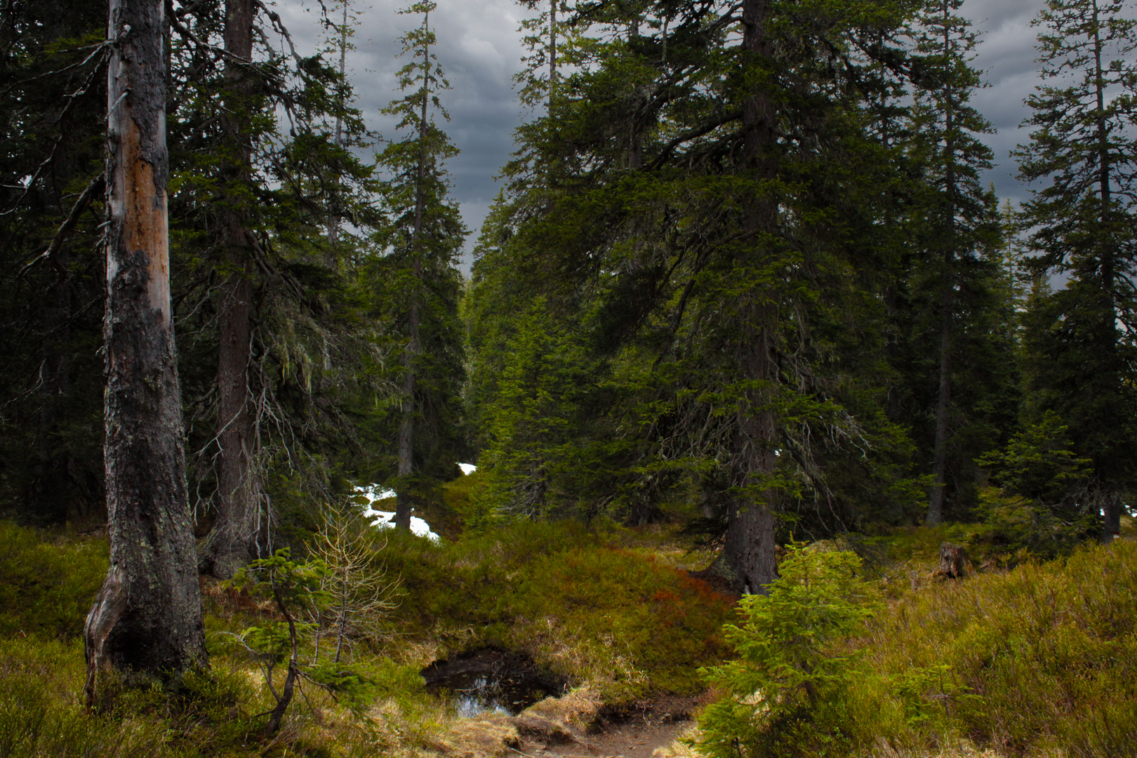  Nationalpark Hohe Tauern  ,  Rauriser Urwald