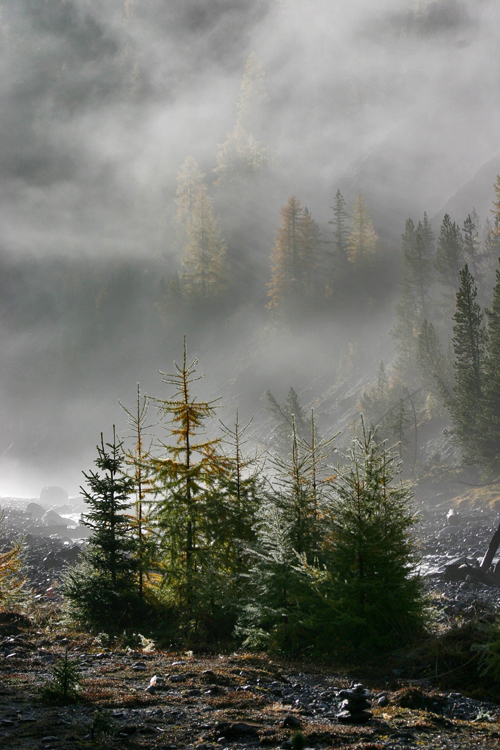 Nationalpark im Morgennebel