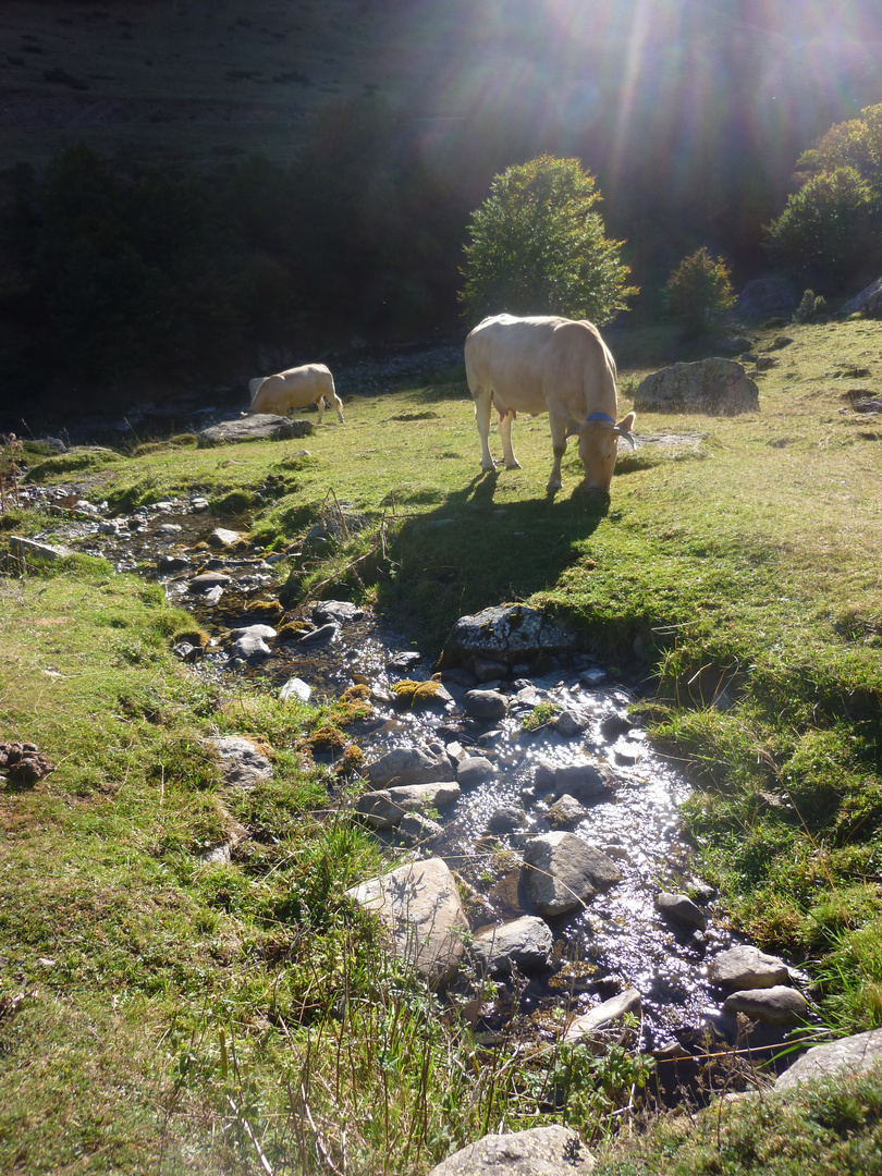 Nationalpark in den Pyrenäen