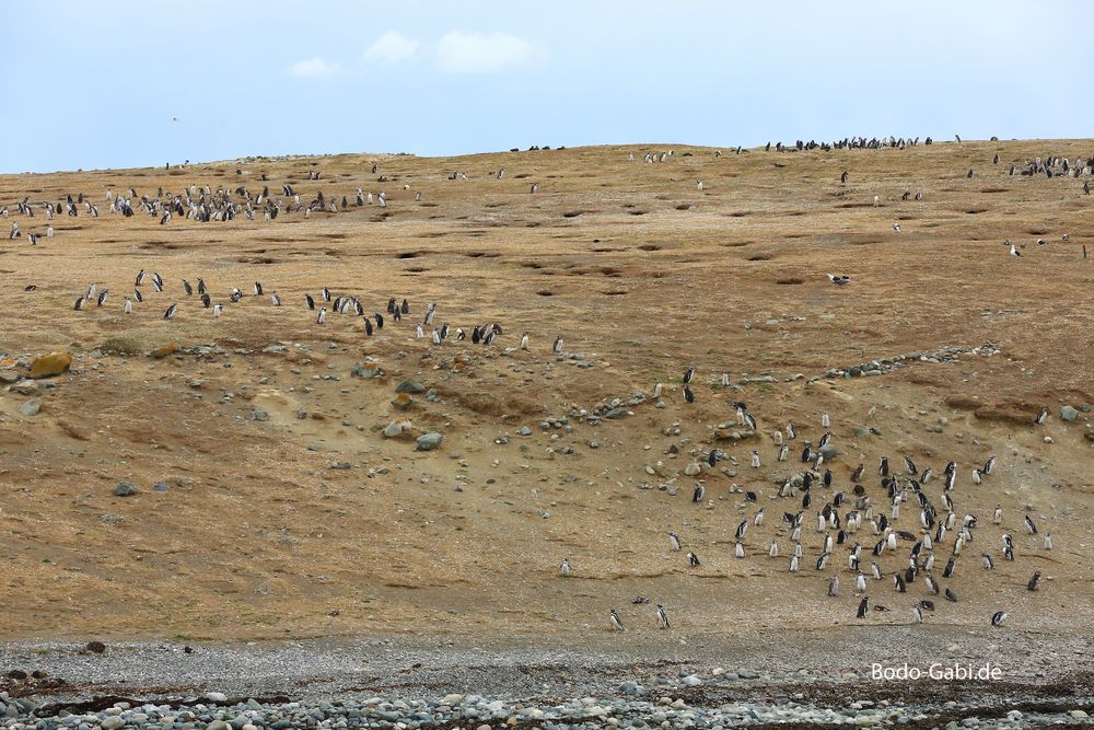 Nationalpark Isla Magdalena