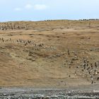 Nationalpark Isla Magdalena