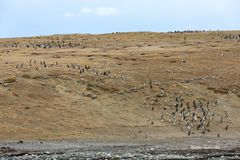 Nationalpark Isla Magdalena