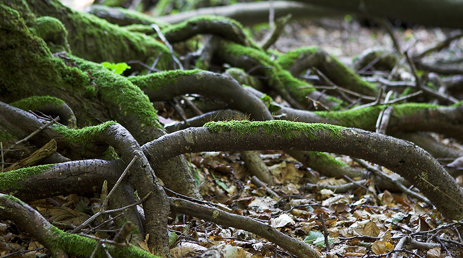 Nationalpark Jasmund