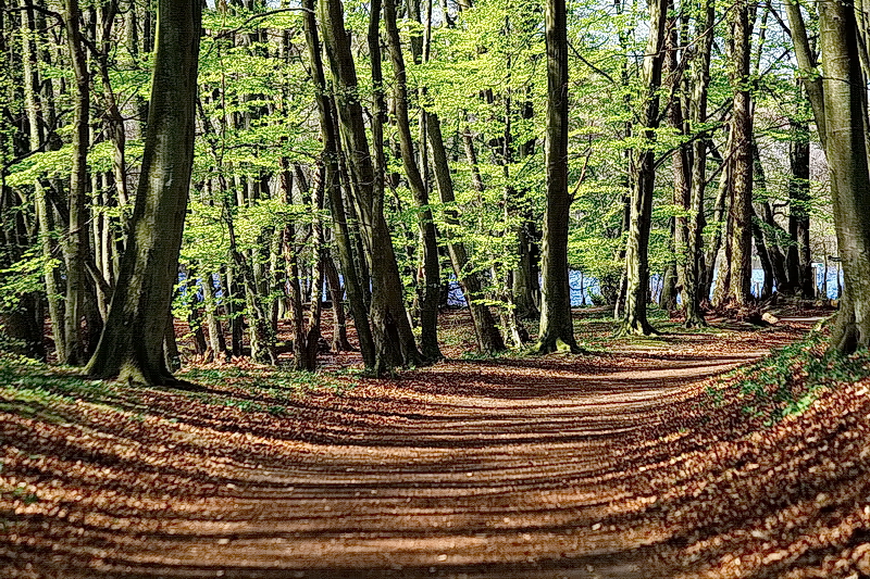 Nationalpark Jasmund Foto & Bild natur, landschaft, pflanzen Bilder