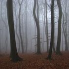 Nationalpark Jasmund im Nebel