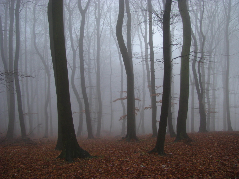 Nationalpark Jasmund im Nebel