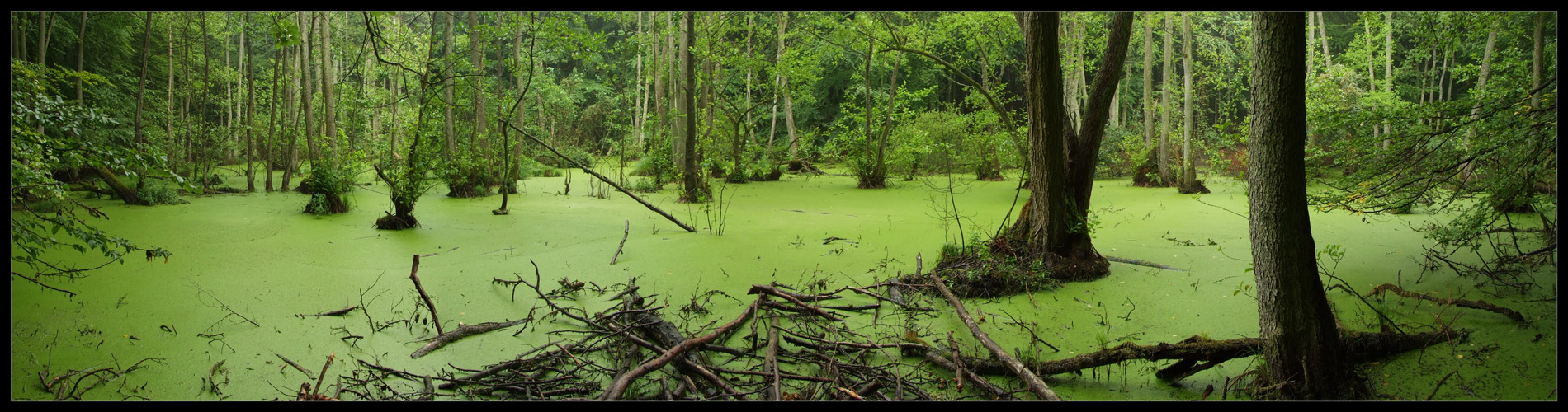 Nationalpark Jasmund: Kleiner Waldsee