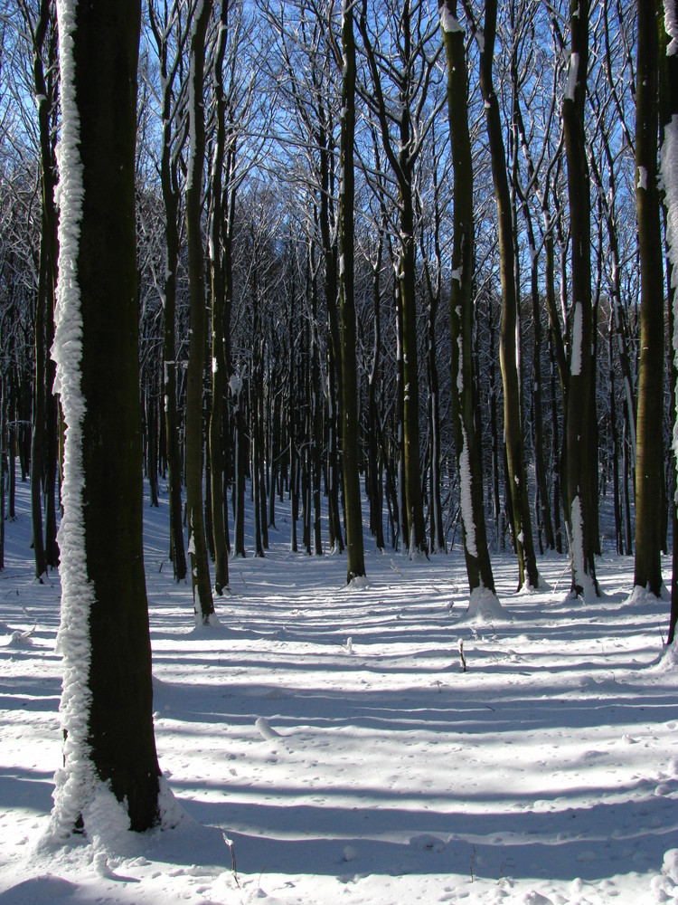 Nationalpark Jasmund kurz hinter Hagen