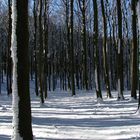 Nationalpark Jasmund kurz hinter Hagen