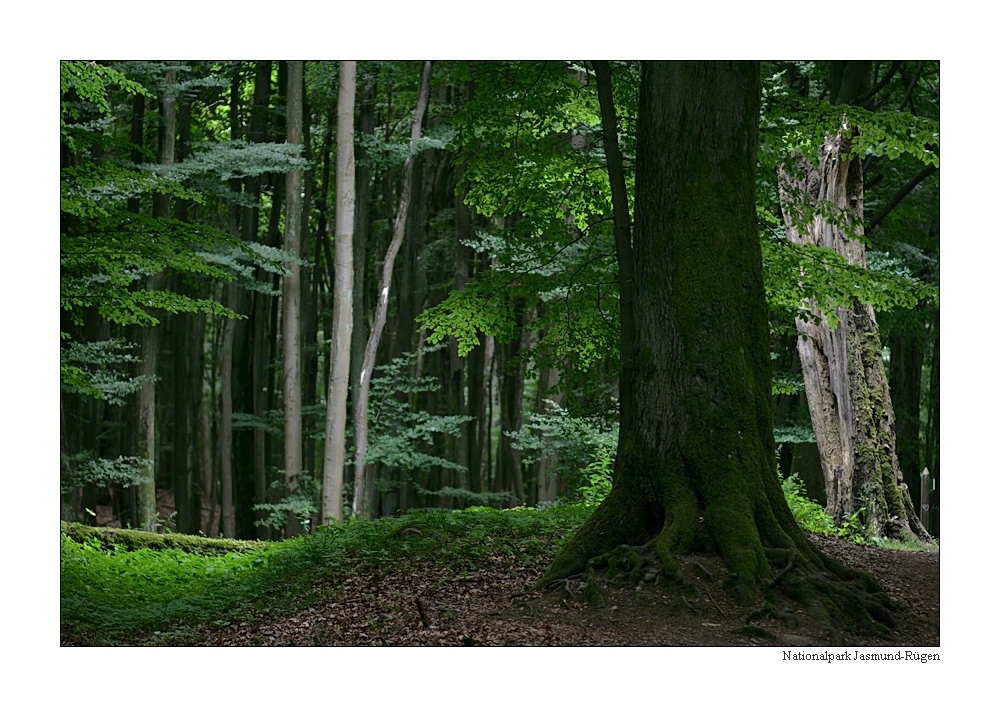 Nationalpark Jasmund (Rügen)