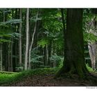 Nationalpark Jasmund (Rügen)